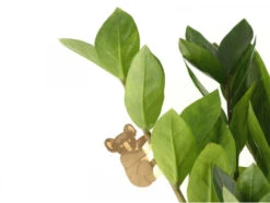 Bijou Pour Plantes - Koala
