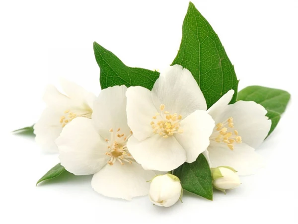 Senteur / Fragrance Pour Bougie Fleurs Des îles - 27 Ml – Image 3